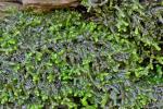 Jubula pennsylvanica (Stephani) A. Evans ssp. pennsylvanica