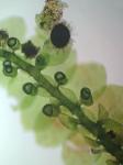 Jubula pennsylvanica (Stephani) A. Evans ssp. pennsylvanica
