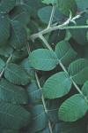 Juglans cinerea L.