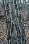 Juglans cinerea L.