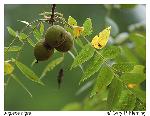 Juglans nigra L.