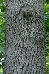Juglans nigra L.
