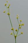 Juncus acuminatus Michx.