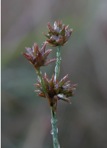 Juncus acuminatus Michx.