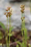 Juncus articulatus L.