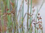 Juncus articulatus L.