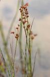 Juncus articulatus L.