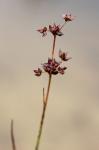 Juncus articulatus L.