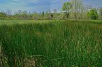 Juncus balticus Willd. var. littoralis Engelm.