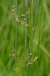 Juncus balticus Willd. var. littoralis Engelm.
