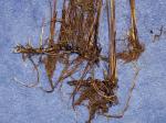 Juncus balticus Willd. var. littoralis Engelm.