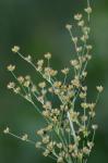 Juncus biflorus Ell.