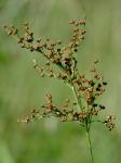 Juncus biflorus Ell.
