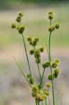 Juncus brachycarpus Engelm.