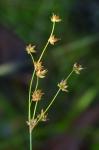 Juncus brachycephalus (Engelm.) Buch.