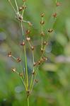 Juncus brachycephalus (Engelm.) Buch.