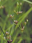 Juncus brachycephalus (Engelm.) Buch.