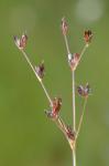 Juncus tweedyi Rydberg