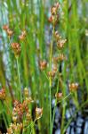 Juncus tweedyi Rydberg