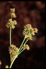 Juncus caesariensis Coville