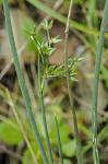 Juncus caesariensis Coville
