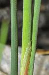 Juncus caesariensis Coville
