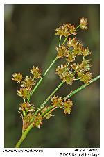 Juncus canadensis J. Gay ex Laharpe