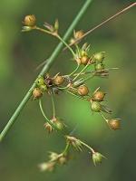 Juncus coriaceus Mackenzie