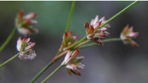 Juncus debilis Gray