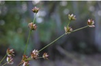 Juncus debilis Gray