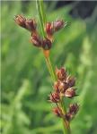 Juncus dichotomus Ell.