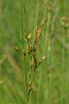 Juncus dudleyi Wieg.