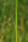 Juncus dudleyi Wieg.