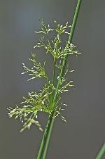 Juncus effusus L. var. solutus Fernald & Wiegand