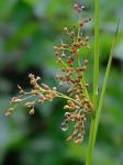 Juncus effusus L. var. solutus Fernald & Wiegand