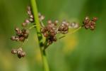 Juncus effusus L. var. solutus Fernald & Wiegand