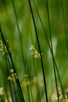 Juncus effusus L. var. solutus Fernald & Wiegand