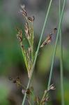 Juncus inflexus L.