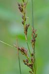 Juncus inflexus L.