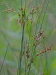 Juncus inflexus L.