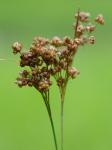 Juncus longii Fern.
