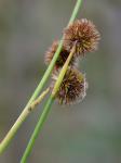 Juncus megacephalus M.A. Curtis