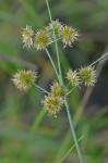 Juncus nodosus L.