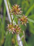 Juncus nodosus L.