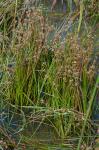 Juncus nodosus L.