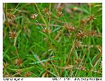 Juncus repens Michaux