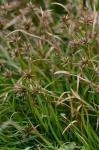 Juncus repens Michaux