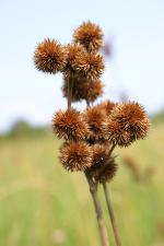 Juncus scirpoides Lam. var. scirpoides