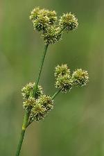 Juncus scirpoides Lam. var. scirpoides