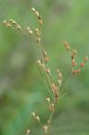Juncus secundus Beauv. ex Poir.